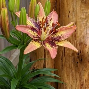 Tribal Dance Lily bulb